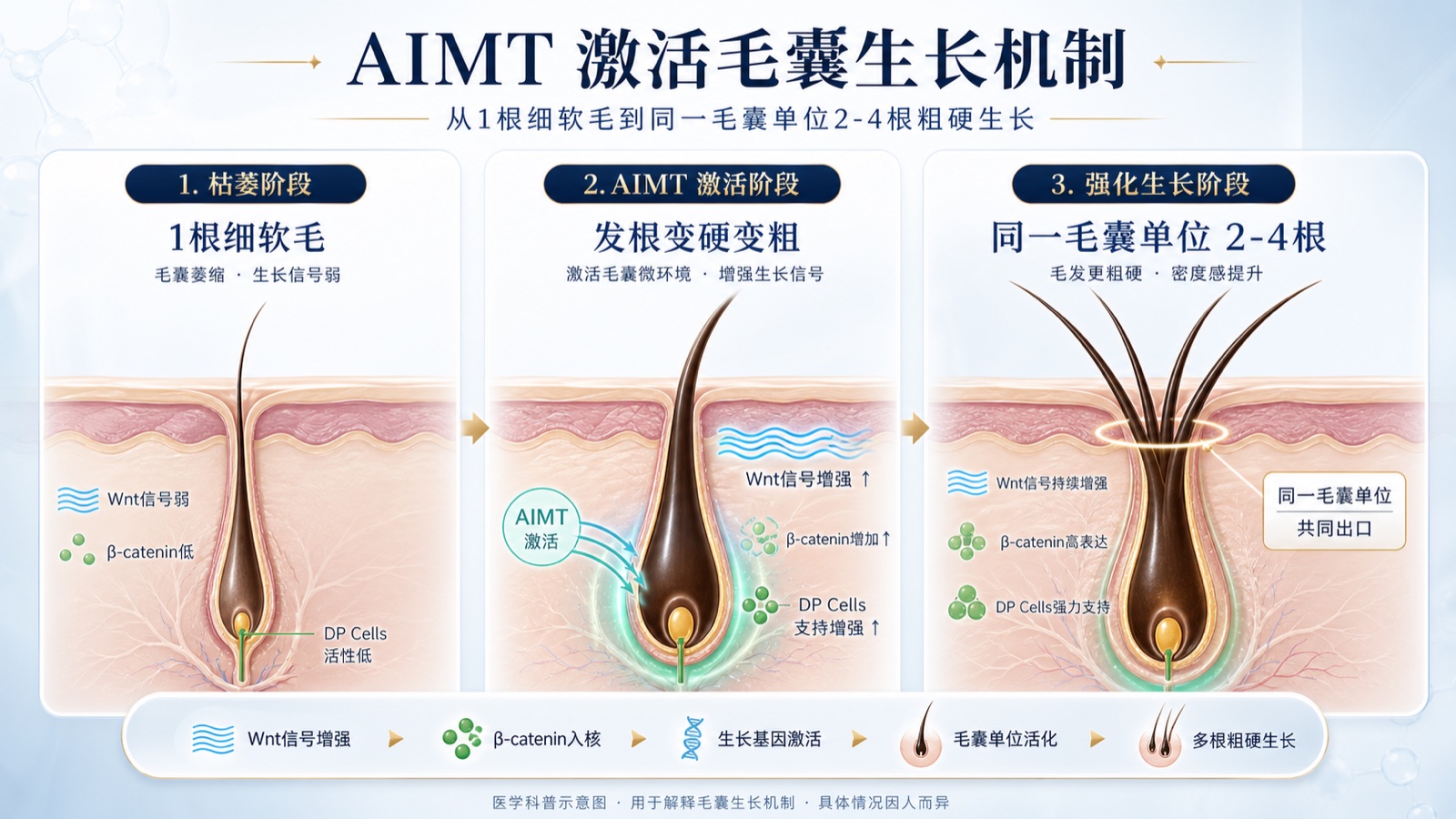 AIMT 对毛囊细胞、微环境与生长周期的可能支持机制